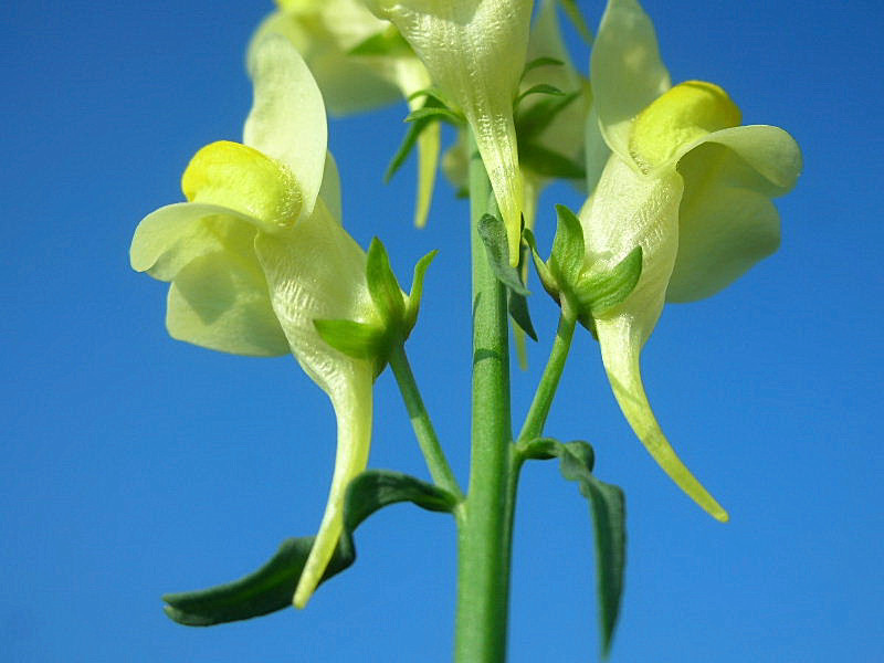 Linaria vulgaris / Linajola comune